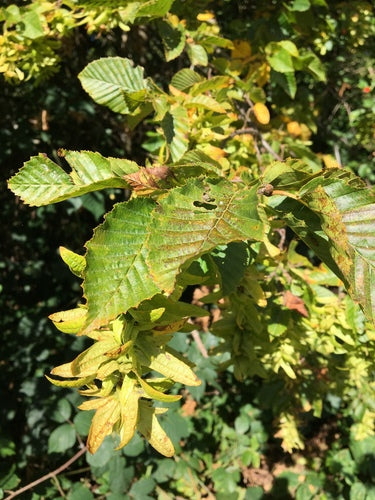 Hainbuche — Bild 4