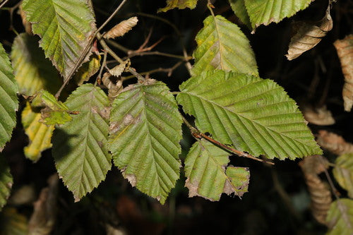 Hainbuche — Bild 3