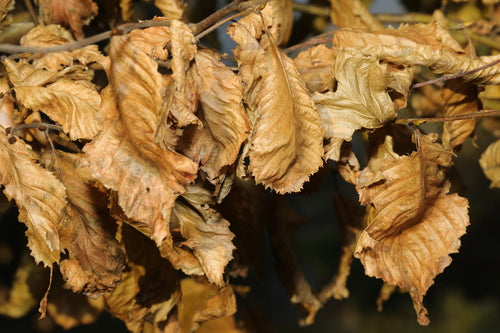 Hainbuche — Bild 5