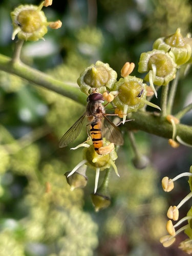 Hainschwebfliege — Bild 5