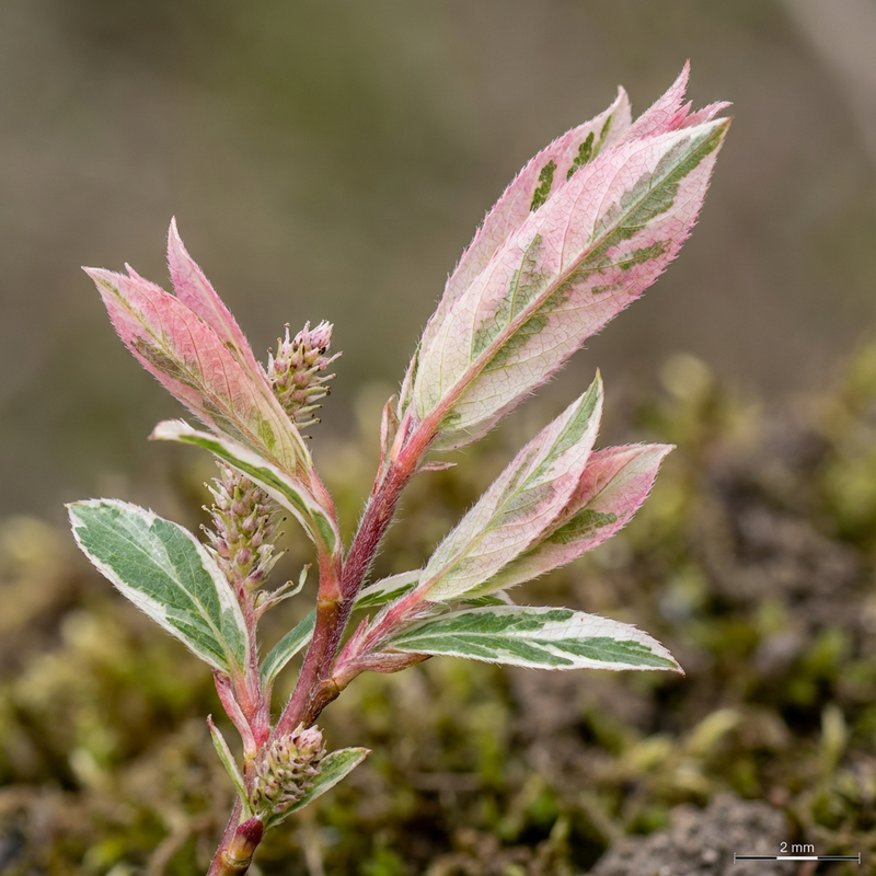 Harlekinweide (Salix integra), KI-Illustration