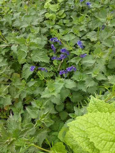 Hasenglöckchen — Bild 5