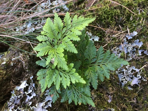 Hasenpfoten-Farn — Bild 4 von 8