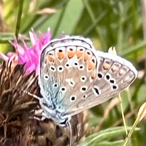 Hauhechel-Bläuling — Bild 2