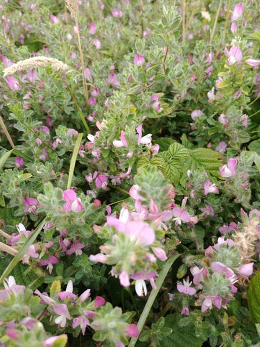 Hauhechel — Bild 2 von 8