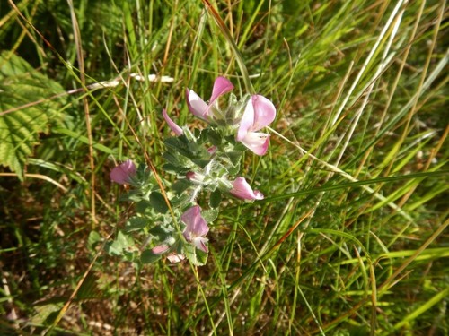 Hauhechel — Bild 3 von 8