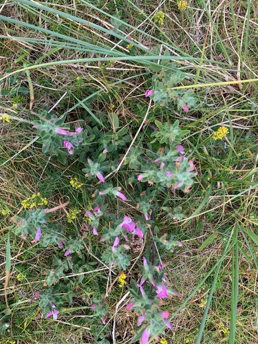 Hauhechel — Bild 5 von 8