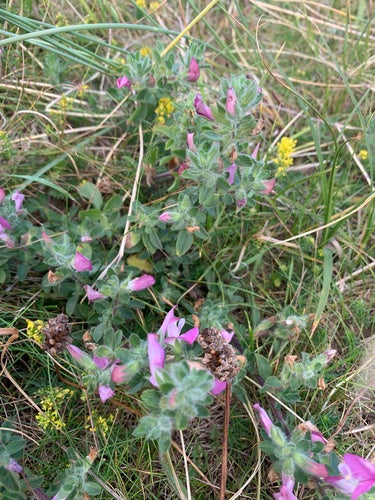 Hauhechel — Bild 4 von 8
