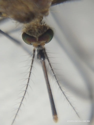 Hausmücke — Bild 2