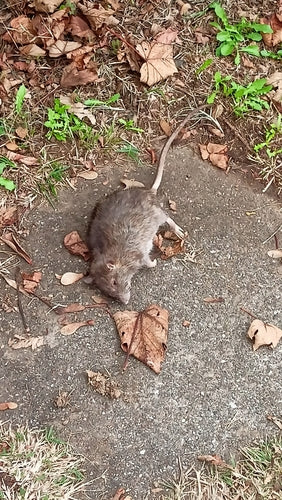 Hausratte — Bild 4 von 50