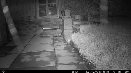 Hausratte — Bild 1