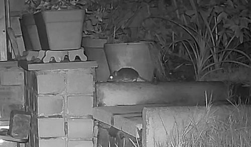 Hausratte — Bild 2