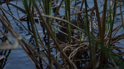 Hausratte — Bild 5