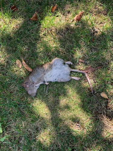 Hausratte — Bild 4