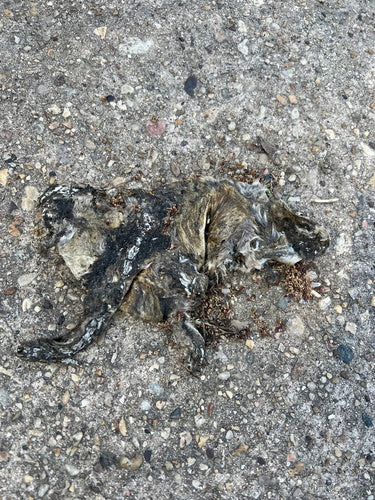 Hausratte — Bild 3