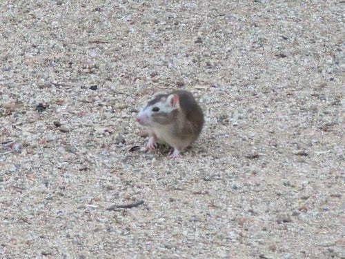 Hausratte — Bild 5