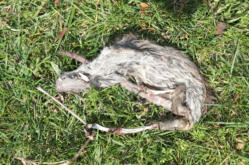 Hausratte — Bild 5 von 50
