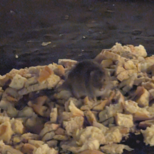 Hausratte — Bild 2