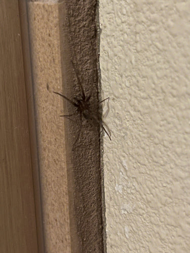 Hauswinkelspinne — Bild 4