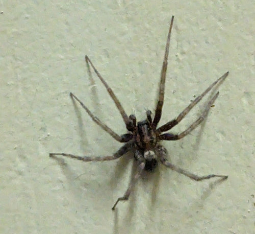 Hauswinkelspinne — Bild 5
