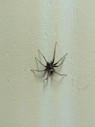 Hauswinkelspinne — Bild 4