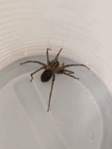 Hauswinkelspinne — Bild 4