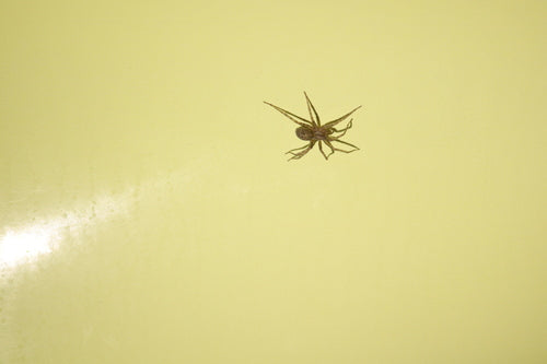 Hauswinkelspinne — Bild 5