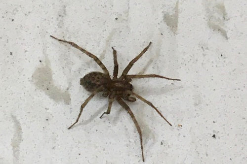 Hauswinkelspinne — Bild 4 von 53