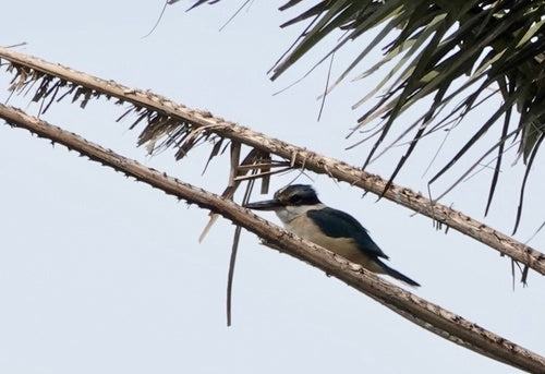 Heiligen-Eisvogel — Bild 5 von 8