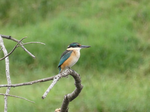 Heiligen-Eisvogel — Bild 2 von 8