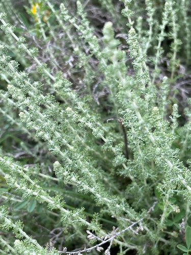 Heiligenkraut — Bild 3