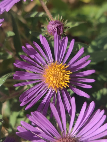 Herbstaster — Bild 3