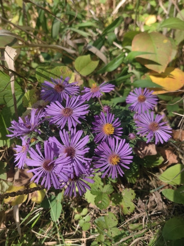 Herbstaster — Bild 4