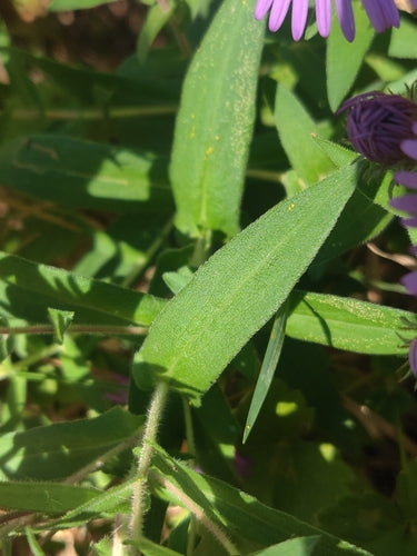 Herbstaster — Bild 5