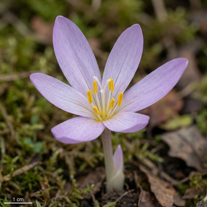 Herbstzeitlose (Colchicum autumnale), KI-Illustration
