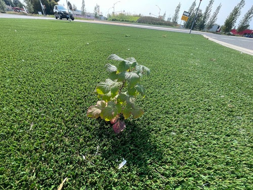 Himbeeren — Bild 5