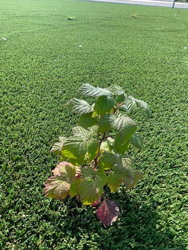 Himbeeren — Bild 5