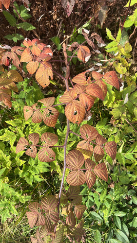 Himbeeren — Bild 3