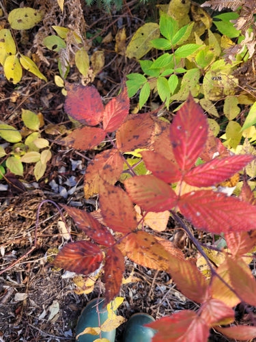 Himbeeren — Bild 3