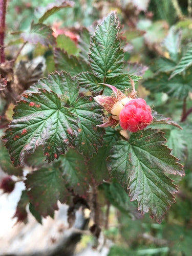Himbeeren — Bild 1