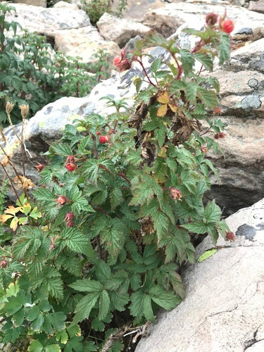 Himbeeren — Bild 2