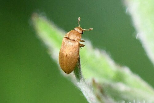 Himbeerkäfer — Bild 5