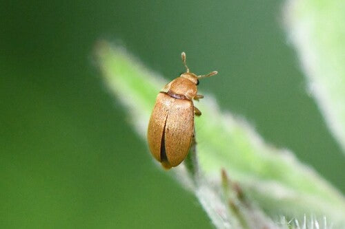 Himbeerkäfer — Bild 4