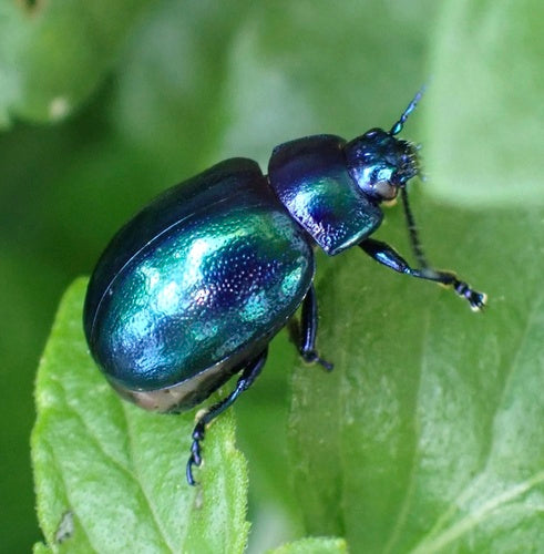 Himmelblauer Blattkäfer — Bild 4