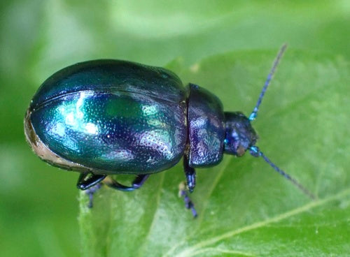 Himmelblauer Blattkäfer — Bild 3