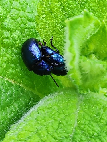 Himmelblauer Blattkäfer — Bild 2