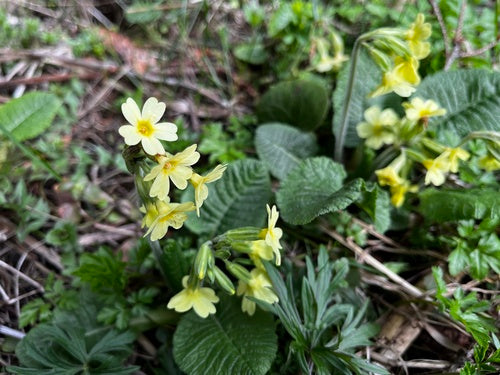 Hohe Schlüsselblume — Bild 5 von 9