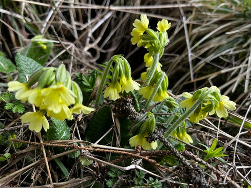 Hohe Schlüsselblume — Bild 4 von 9