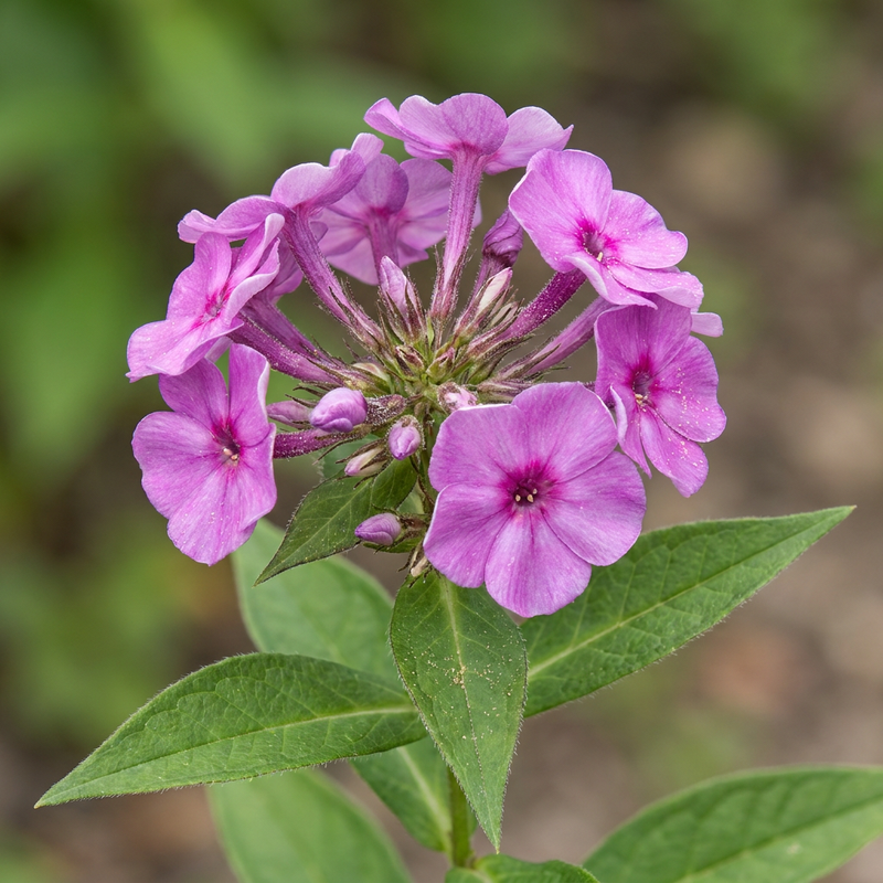 Hoher Stauden-Phlox (Phlox paniculata), KI-Illustration