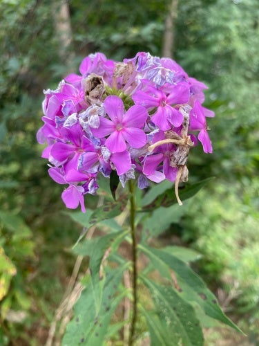 Hoher Stauden-Phlox — Bild 5 von 11